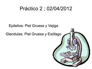 Práctico 2 ; 02/04/2012


 Epitelios: Piel Gruesa y Vejiga

Glandulas: Piel Gruesa y Esófago
 