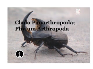 Clado Panarthropoda;
Phylum Arthropoda
1
 