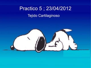 Practico 5 ; 23/04/2012
   Tejido Cartilaginoso
 