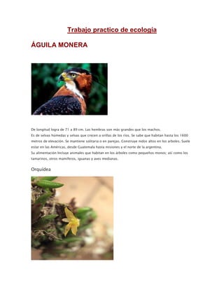 Trabajo practico de ecología

ÁGUILA MONERA




De longitud logra de 71 a 89 cm. Las hembras son más grandes que los machos.
Es de selvas húmedas y selvas que crecen a orillas de los ríos. Se sabe que habitan hasta los 1600
metros de elevación. Se mantiene solitaria o en parejas. Construye nidos altos en los arboles. Suele
estar en las Américas, desde Guatemala hasta misiones y el norte de la argentina.
Su alimentación Incluye animales que habitan en los árboles como pequeños monos; así como los
tamarinos, otros mamíferos, iguanas y aves medianas.


Orquídea
 