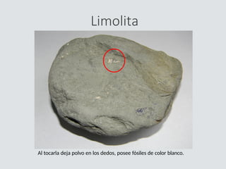 Limolita
Al tocarla deja polvo en los dedos, posee fósiles de color blanco.
 