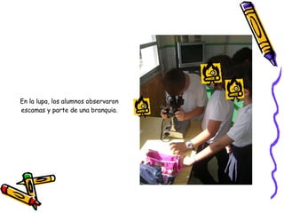 En la lupa, los alumnos observaron escamas y parte de una branquia. 