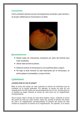 Conclusiones:
Como conclusión decimos que los microorganismos aumentan a gran tamaño y
es de gran utilidad para la microscopía o la célula.

Recomendaciones:
 Recibir todas las indicaciones necesarias por parte del docente para
evitar accidentes.
 Utilizar bata durante la práctica.
 Debemos colocar el microscopio en una superficie plana y segura.
 No bajar la lente mientras se esté observando por el microscopio, se
podría golpear el portaobjeto y romper la lente.

Cuestionario
¿Cuánto mide en mm el campo?
Mide el ancho del campo de vista contando el número de milímetros que se
muestran en la escala graduada. Por ejemplo, el campo de vista de una
magnificación de 40X podría ser aproximadamente de 4,5 mm. Escribe ésto en
un pedazo de papel, listando el campo de vista junto con la magnificación
correspondiente.
Gira la pieza nasal a través de cada lente objetivo mayor, midiendo el ancho
del campo de vista con cada cambio. Cada vez, escribe el tamaño del campo
de vista y la magnificación correspondiente. El tamaño del campo de vista
cambia en proporción al cambio en la magnificación. Por ejemplo, si el campo

 