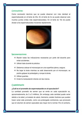 Conclusiones:
Como conclusión decimos que se puede observar con más claridad al
espermatozoide en el lente de 40x. En el lente de 4x se puede observar solo
muchos puntos (miles más espermatozoides). En el lente de 10x de puede
divisar a los espermatozoides moviendo rápidamente.

Recomendaciones:
 Recibir todas las indicaciones necesarias por parte del docente para
evitar accidentes.
 Utilizar bata durante la práctica.
 Debemos colocar el microscopio en una superficie plana y segura.
 No bajar la lente mientras se esté observando por el microscopio, se
podría golpear el portaobjeto y romper la lente.
 Utilizar guantes.
 Evitar la manipulación directa con las manos.

Cuestionario
¿Cuál es el promedio de espermatozoide en al eyaculación?
La cantidad promedio de semen que se emite en cada eyaculación es,
aproximadamente, de 3 a 5 mililitros. Sin embargo, esta cantidad puede variar
debido a la edad y al estado de salud. Asimismo, existen factores que pueden
hacer variar este promedio, como una prolongada continencia, que provocará
que el volumen de semen eyaculado sea mayor de lo normal. Por el contrario,

 