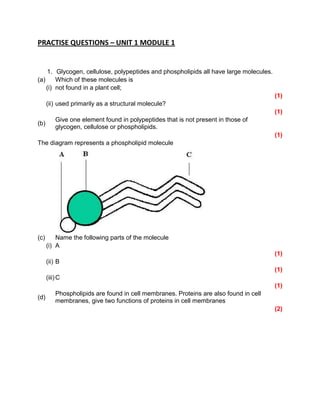 PRACTISE QUESTIONS – UNIT 1 MODULE 1


    1. Glycogen, cellulose, polypeptides and phospholipids all have large molecules.
(a)     Which of these molecules is
    (i) not found in a plant cell;
                                                                                       (1)
      (ii) used primarily as a structural molecule?
                                                                                       (1)
          Give one element found in polypeptides that is not present in those of
(b)
          glycogen, cellulose or phospholipids.
                                                                                       (1)
The diagram represents a phospholipid molecule




(c)       Name the following parts of the molecule
      (i) A
                                                                                       (1)
      (ii) B
                                                                                       (1)
      (iii) C
                                                                                       (1)
          Phospholipids are found in cell membranes. Proteins are also found in cell
(d)
          membranes, give two functions of proteins in cell membranes
                                                                                       (2)
 