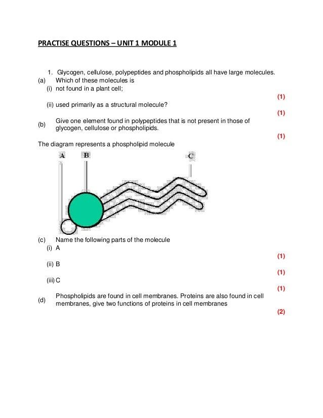 phospholipid molecule