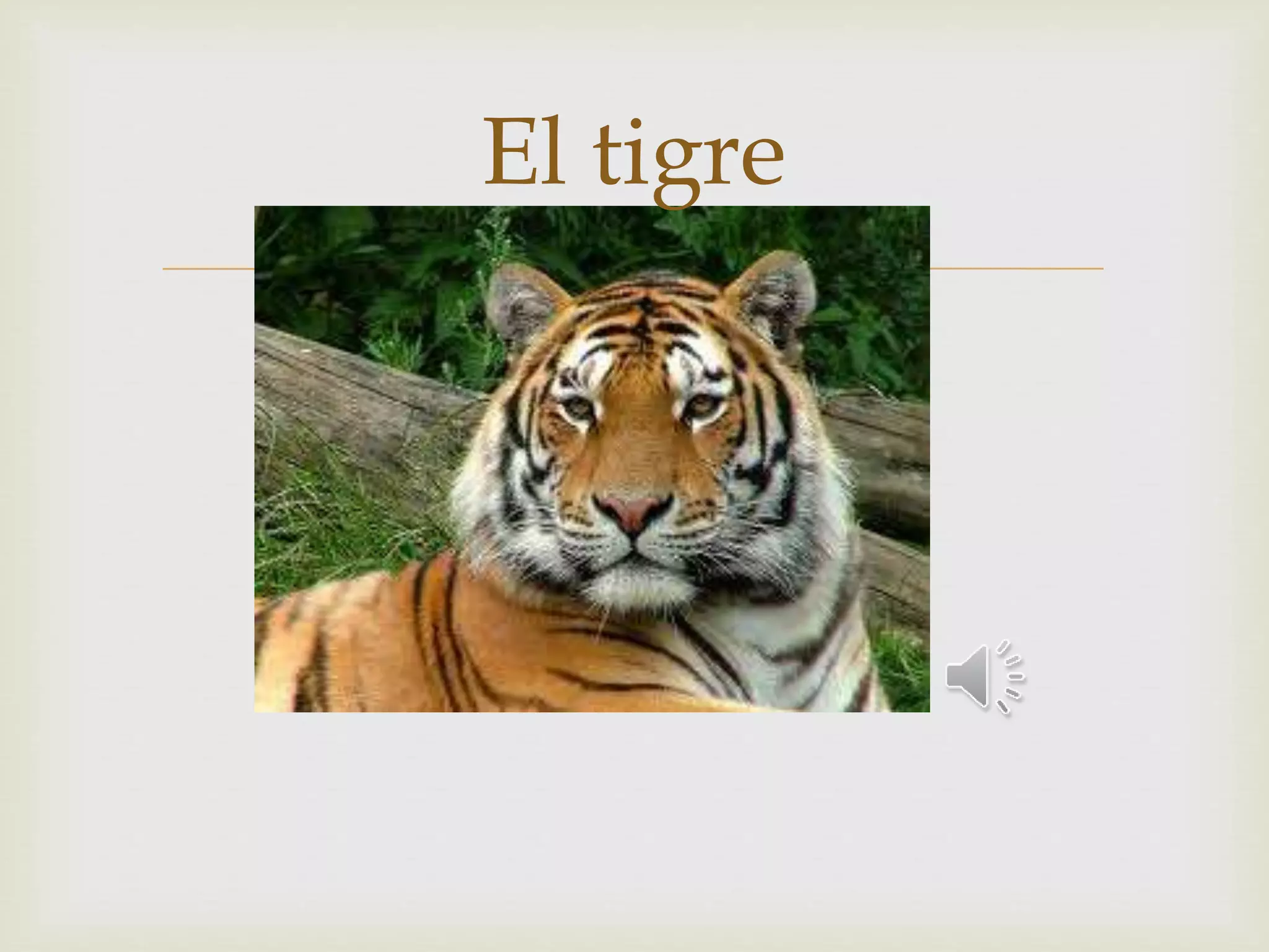 El tigre 
 
 