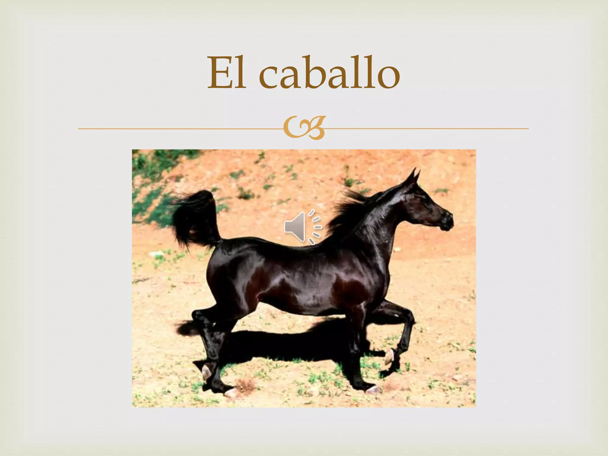 El caballo 
 
 