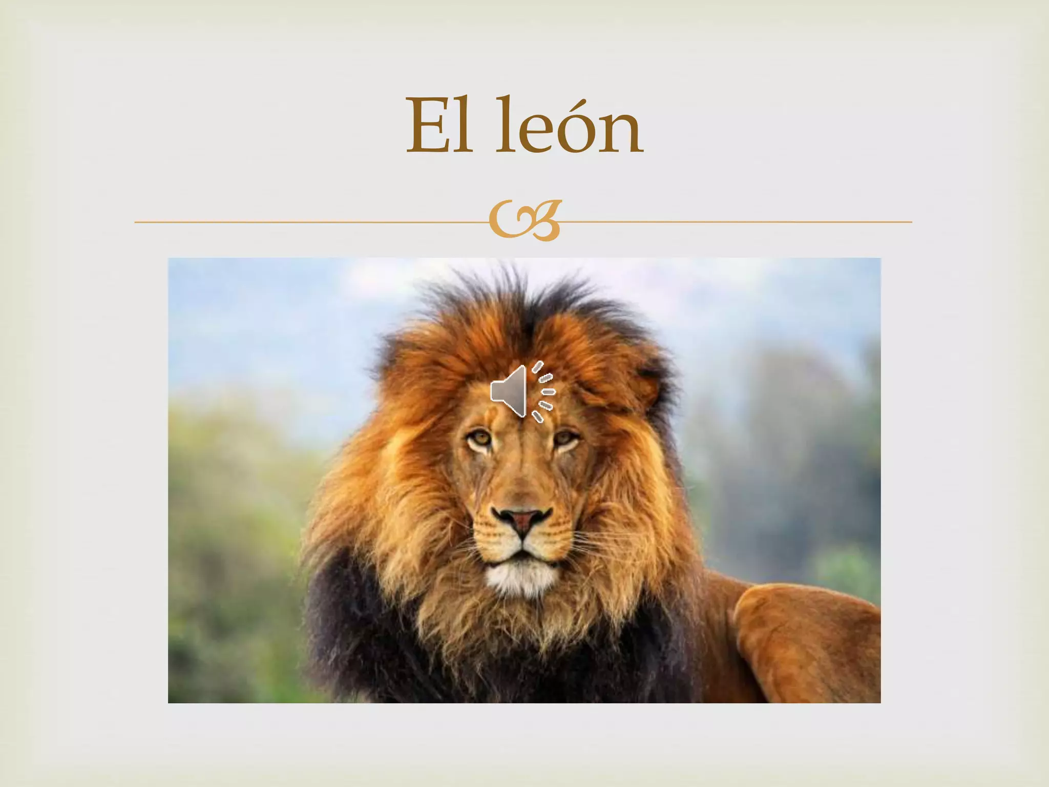 El león 
 
