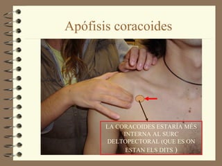 Apófisis coracoides




       LA CORACOIDES ESTARÍA MÉS
            INTERNA AL SURC
       DELTOPECTORAL (QUE ES ON
             ESTAN ELS DITS )
 