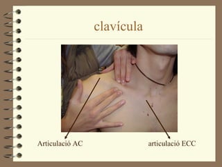 clavícula




Articulació AC               articulació ECC
 