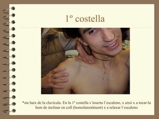 1º costella




*sta baix de la clavicula. En la 1º costella s´inserta l´escaleno, x aixó x a tocar-la
        hem de inclinar en coll (homolateralment) x a relaxar l´escaleno
 