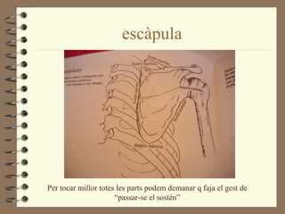 escàpula




Per tocar millor totes les parts podem demanar q faja el gest de
                      “passar-se el sostén”
 