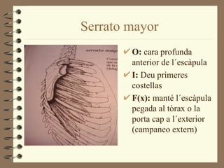Serrato mayor
        O: cara profunda
        anterior de l´escàpula
        I: Deu primeres
        costellas
        F(x): manté l´escàpula
        pegada al tòrax o la
        porta cap a l´exterior
        (campaneo extern)
 
