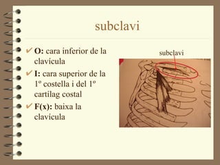 subclavi
O: cara inferior de la       subclavi
clavícula
I: cara superior de la
1º costella i del 1º
cartílag costal
F(x): baixa la
clavícula
 