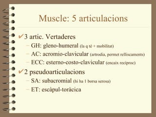 Muscle: 5 articulacions
3 artic. Vertaderes
– GH: gleno-humeral (la q té + mobilitat)
– AC: acromio-clavicular (artrodia, permet relliscaments)
– ECC: esterno-costo-clavicular (encaix recíproc)
2 pseudoarticulacions
– SA: subacromial (hi ha 1 borsa serosa)
– ET: escàpul-toràcica
 