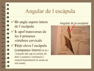 Angular de l escàpula
O: angle supero intern             Angular de la escàpula
de l´escàpula
I: apof transverses de
les 4 primeres
vèrtebres cervicals
F(x): eleva l´escàpula
(campaneo intern) tb fa l
´extensió del cap (si actúen els
dels 2 costats) o inclinació i
rotació homolateral (si actúa un
sol costat)
 