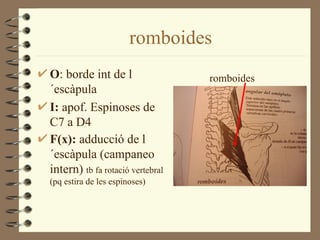 romboides
O: borde int de l                 romboides
´escàpula
I: apof. Espinoses de
C7 a D4
F(x): adducció de l
´escàpula (campaneo
intern) tb fa rotació vertebral
(pq estira de les espinoses)
 