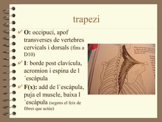 trapezi
O: occipuci, apof
transverses de vertebres
cervicals i dorsals (fins a
D10)
I: borde post clavícula,
acromion i espina de l
´escàpula
F(x): add de l´escàpula,
puja el muscle, baixa l
´escàpula (segons el feix de
fibres que actúe)
 