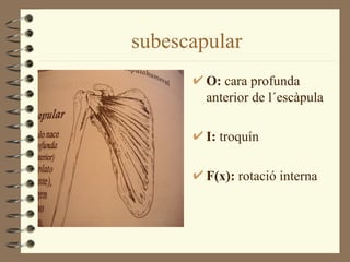 subescapular
        O: cara profunda
        anterior de l´escàpula

        I: troquín

        F(x): rotació interna
 