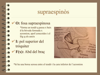 supraespinòs
 O: fosa supraespinosa
   – *forma un tendó q passa x baix
     d la bòveda formada x
     acromion, apof coracoides i el
     llig q els uneix

 I: pol superior del
 tróquiter
 F(x): Abd del braç


*hi ha una borsa serosa entre el tendó i la cara inferior de l´acromion
 