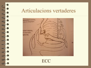 Articulacions vertaderes




         ECC
 