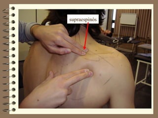 supraespinós
 