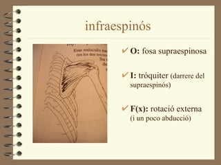 infraespinós
        O: fosa supraespinosa

        I: tróquiter (darrere del
        supraespinós)


        F(x): rotació externa
        (i un poco abducció)
 