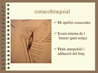 coracobraquial
         O: apòfisi coracoides

         I:cara interna de l
         ´húmer (part mitja)

         F(x): antepulsió i
         adducció del braç
 