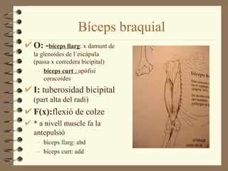 Bíceps braquial
O: -bíceps llarg: x damunt de
la glenoides de l´escàpula
(passa x corredera bicipital)
 – bíceps curt : apòfisi
    coracoides
I: tuberosidad bicipital
(part alta del radi)
F(x):flexió de colze
* a nivell muscle fa la
antepulsió
 – bíceps llarg: abd
 – bíceps curt: add
 