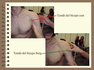 Tendó del bíceps curt




Tendó del bíceps llarg
 