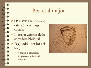 Pectoral major
O: clavícula (2/3 interns)
esternó i cartílags
costals
I: cresta externa de la
corredera bicipital
F(x): add i rot int del
braç
– * baixa la clavícula,
   inspirador, antepulsió
   muscle...
 