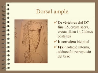 Dorsal ample
        O: vèrtebres dsd D7
        fins L5, cresta sacra,
        cresta ilíaca i 4 últimes
        costelles
        I: corredera bicipital
        F(x): rotació interna,
        adducció i retropulsió
        del braç
 