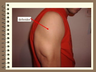 deltoides
 