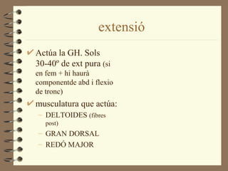 extensió
Actúa la GH. Sols
30-40º de ext pura (si
en fem + hi haurà
componentde abd i flexio
de tronc)
musculatura que actúa:
– DELTOIDES (fibres
   post)
– GRAN DORSAL
– REDÓ MAJOR
 