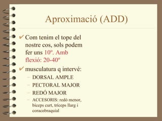 Aproximació (ADD)
Com tenim el tope del
nostre cos, sols podem
fer uns 10º. Amb
flexió: 20-40º
musculatura q intervé:
– DORSAL AMPLE
– PECTORAL MAJOR
– REDÓ MAJOR
– ACCESORIS: redó menor,
  bíceps curt, tríceps llarg i
  coracobraquial
 