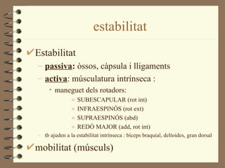 estabilitat
Estabilitat
– passiva: òssos, càpsula i lligaments
– activa: músculatura intrínseca :
     • maneguet dels rotadors:
               »   SUBESCAPULAR (rot int)
               »   INFRAESPINÓS (rot ext)
               »   SUPRAESPINÓS (abd)
               »   REDÓ MAJOR (add, rot int)
– tb ajuden a la estabilitat intrínseca : bíceps braquial, deltoides, gran dorsal

mobilitat (músculs)
 