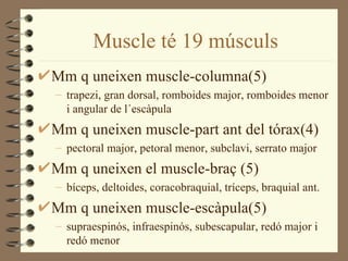 Muscle té 19 músculs
Mm q uneixen muscle-columna(5)
– trapezi, gran dorsal, romboides major, romboides menor
  i angular de l´escàpula
Mm q uneixen muscle-part ant del tórax(4)
– pectoral major, petoral menor, subclavi, serrato major
Mm q uneixen el muscle-braç (5)
– bíceps, deltoides, coracobraquial, tríceps, braquial ant.
Mm q uneixen muscle-escàpula(5)
– supraespinós, infraespinós, subescapular, redó major i
  redó menor
 