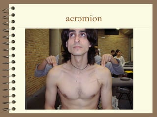 acromion
 
