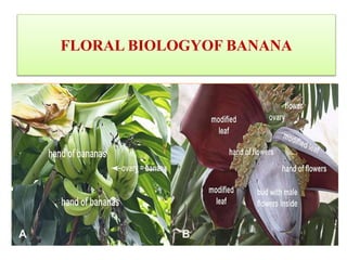 FLORAL BIOLOGYOF BANANA
 