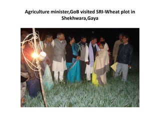 Agriculture minister,GoB visited SRI-Wheat plot in Shekhwara,Gaya