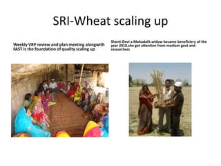 SRI-Wheat scaling upWeekly VRP review and plan meeting alongwith FAST is the foundation of quality scaling upShanti Devi a Mahadalit widow became beneficiery of the year 2010.she got attention from mediamgovt and researchers