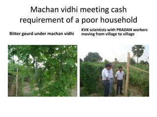 Machan vidhi meeting cash requirement of a poor householdBitter gourd under machanvidhiKVK scientists with PRADAN workers moving from village to village