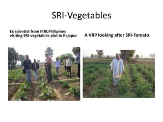 SRI-VegetablesEx scientist from IRRI,Philipines visiting SRI-vegetables plot in RajapurA VRP looking after SRI-Tomato 
