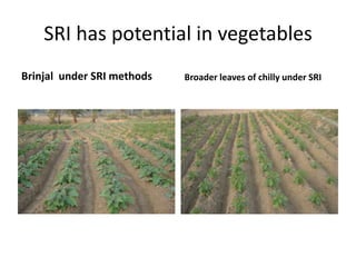 SRI has potential in vegetablesBrinjal  under SRI methodsBroader leaves of chilly under SRI