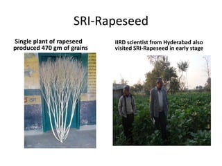SRI-Rapeseed Single plant of rapeseed produced 470 gm of grainsIIRD scientist from Hyderabad also visited SRI-Rapeseed in early stage
