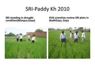 SRI-Paddy Kh 2010SRI standing in draught condition(Manpur,Gaya)KVK scientists review SRI plots in BodhGaya, Gaya