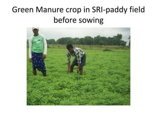 Green Manure crop in SRI-paddy field
before sowing
 