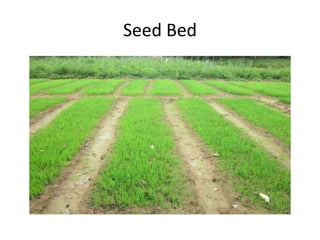 Seed Bed
 