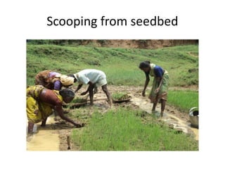 Scooping from seedbed
 